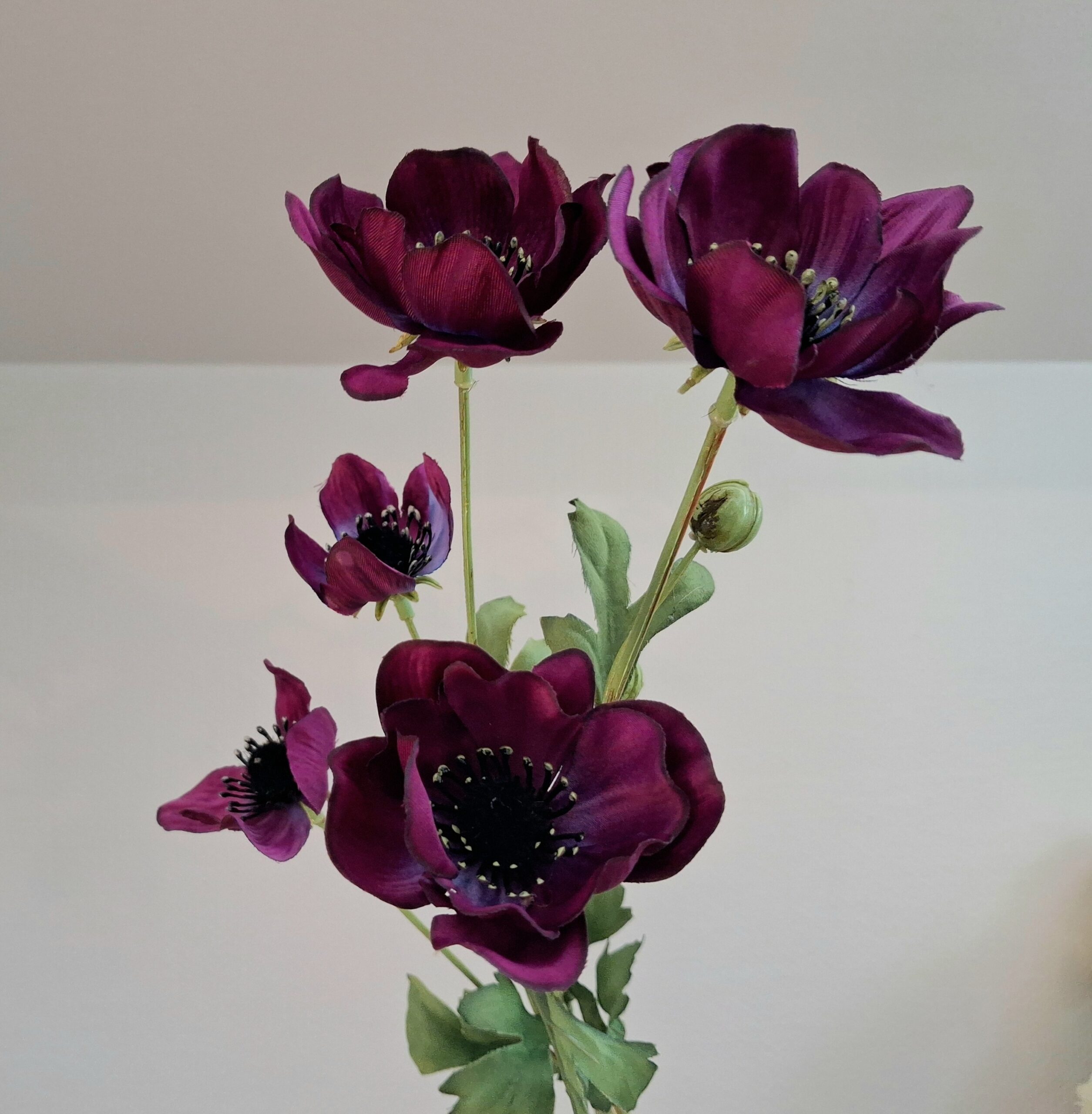 Anemone mørk lilla stor flergrenet