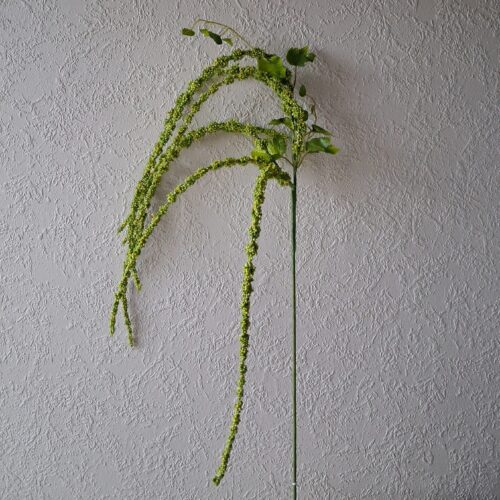 Grøn Rævehale gren med lange rakler – flergrenet og flot