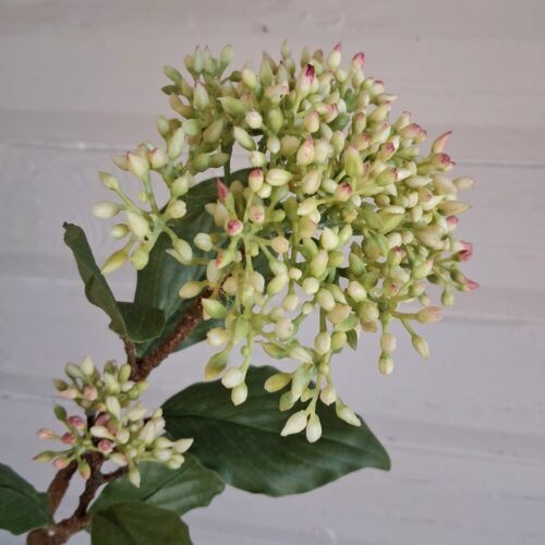 Bærgren i smuk lys gul farve