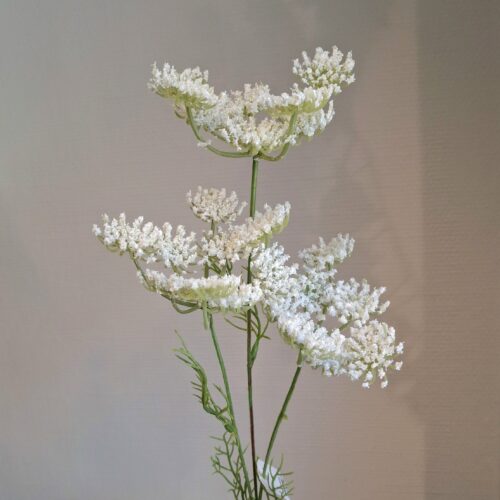 Trachelium hvid skærmplante – 3-grenet stilk