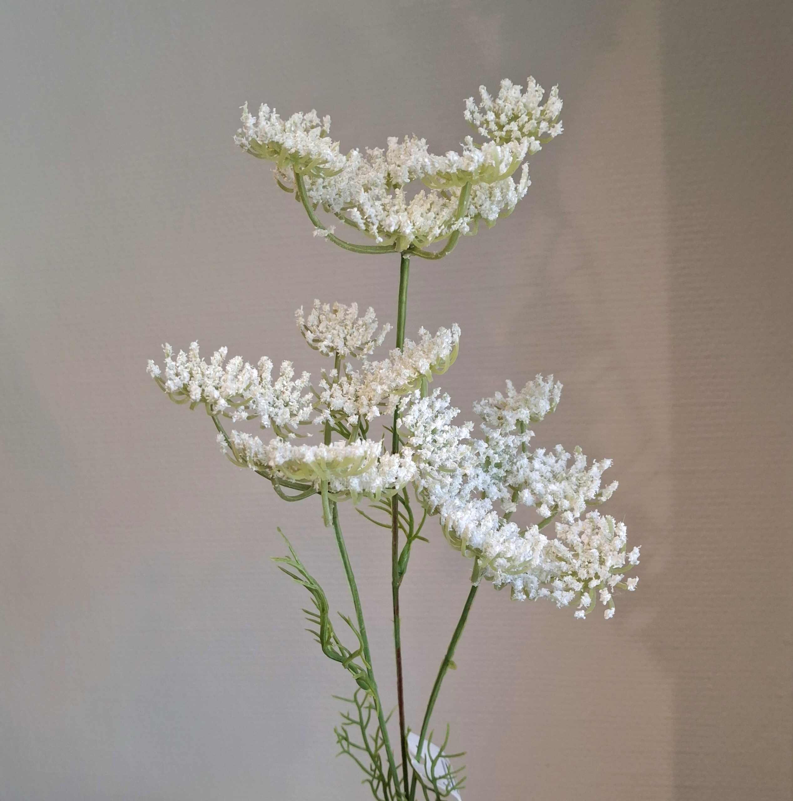 Trachelium hvid skærmpalnte