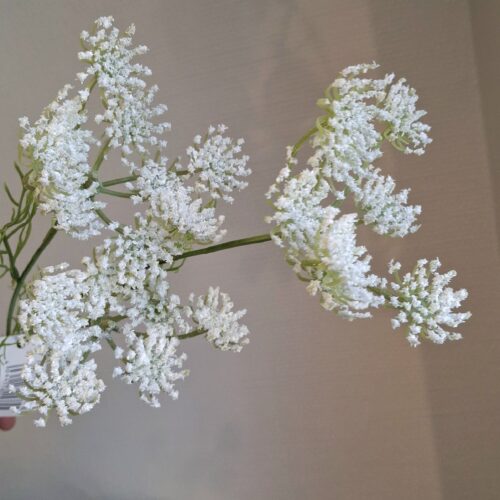 Trachelium hvid skærmplante – 3-grenet stilk