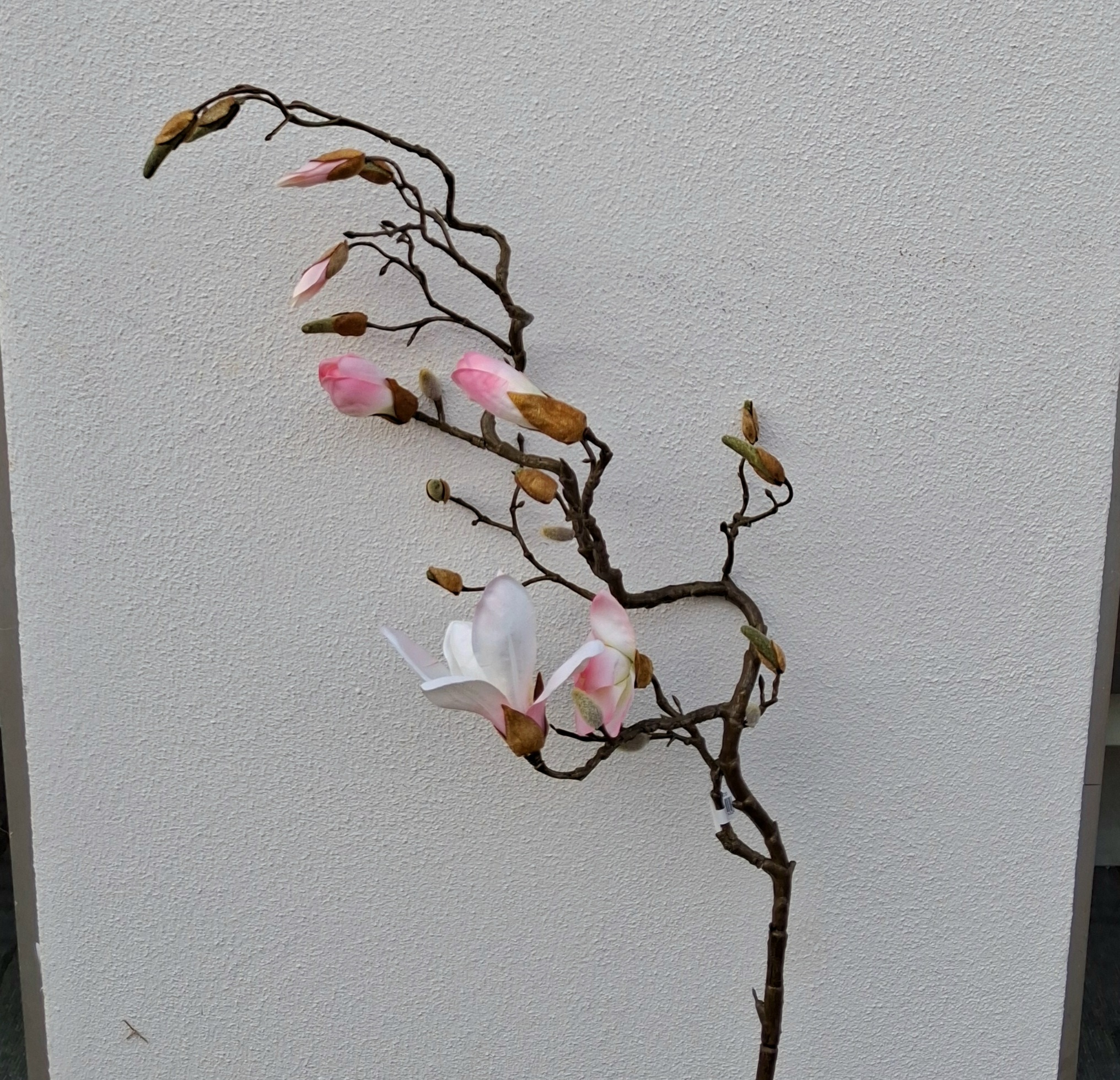 Kæmpestor rosa Magnolie 135 cm