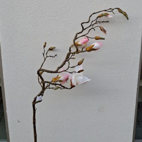 Kæmpestor rosa Magnolie – 135 cm høj