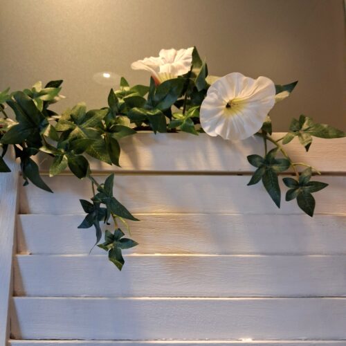 Morning Glory hvid blomsterranke 120 cm – Ipomea