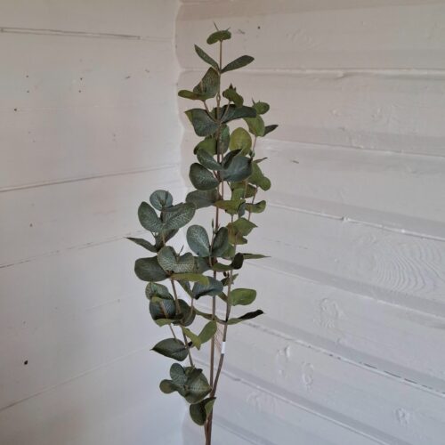 Eucalyptus flergrenet i smuk mørk grøn farve