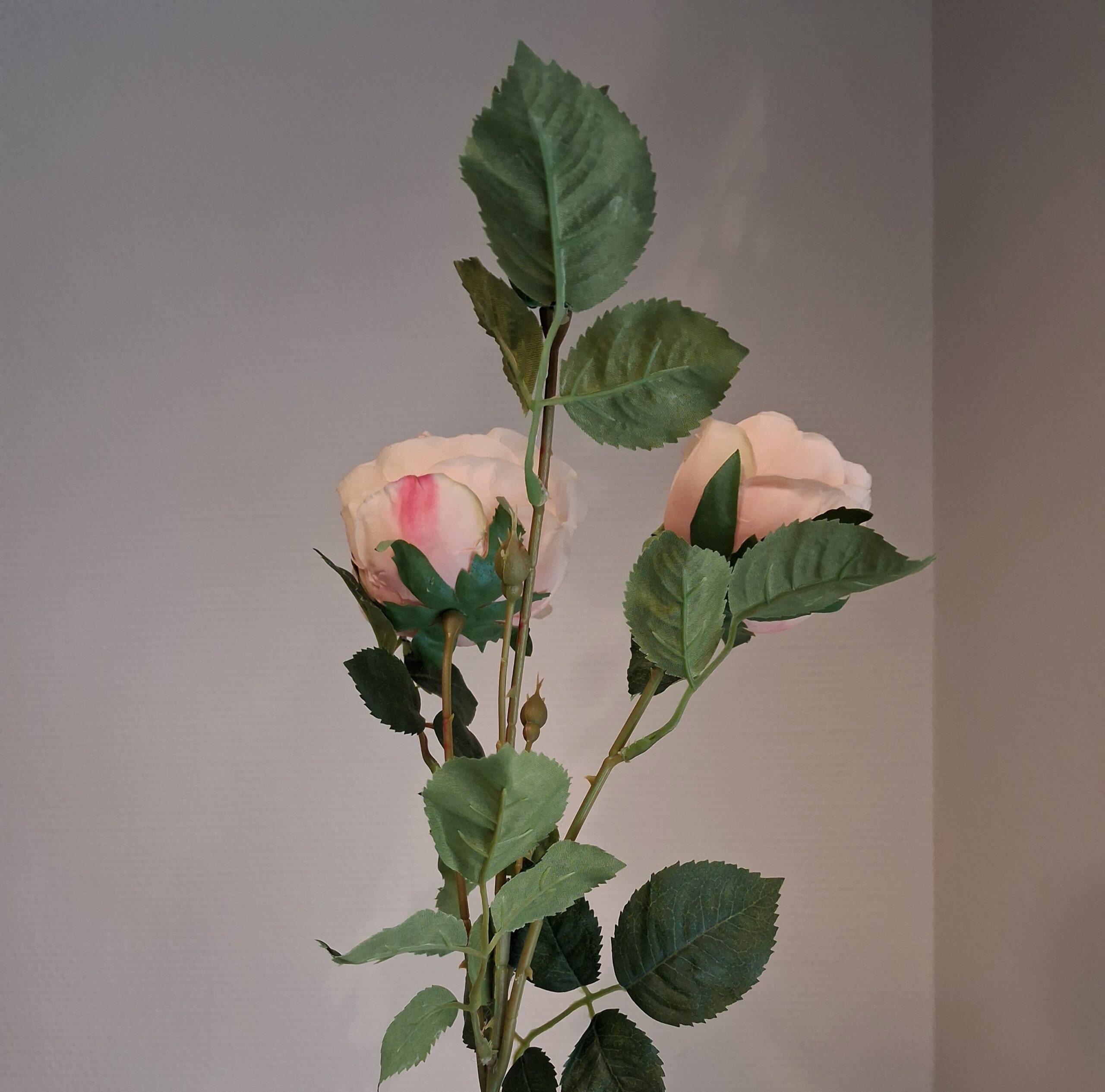 3-grenet fersken / rosa Rose - stor, flot og fyldig - Billede 2