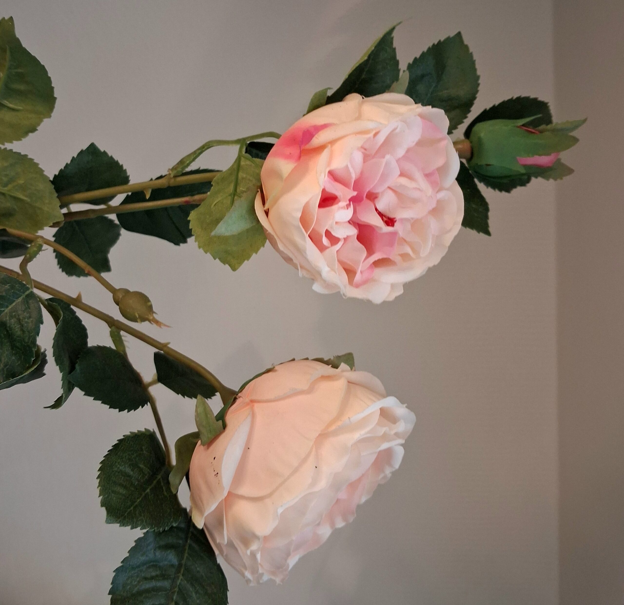 3-grenet fersken / rosa Rose - stor, flot og fyldig - Billede 5