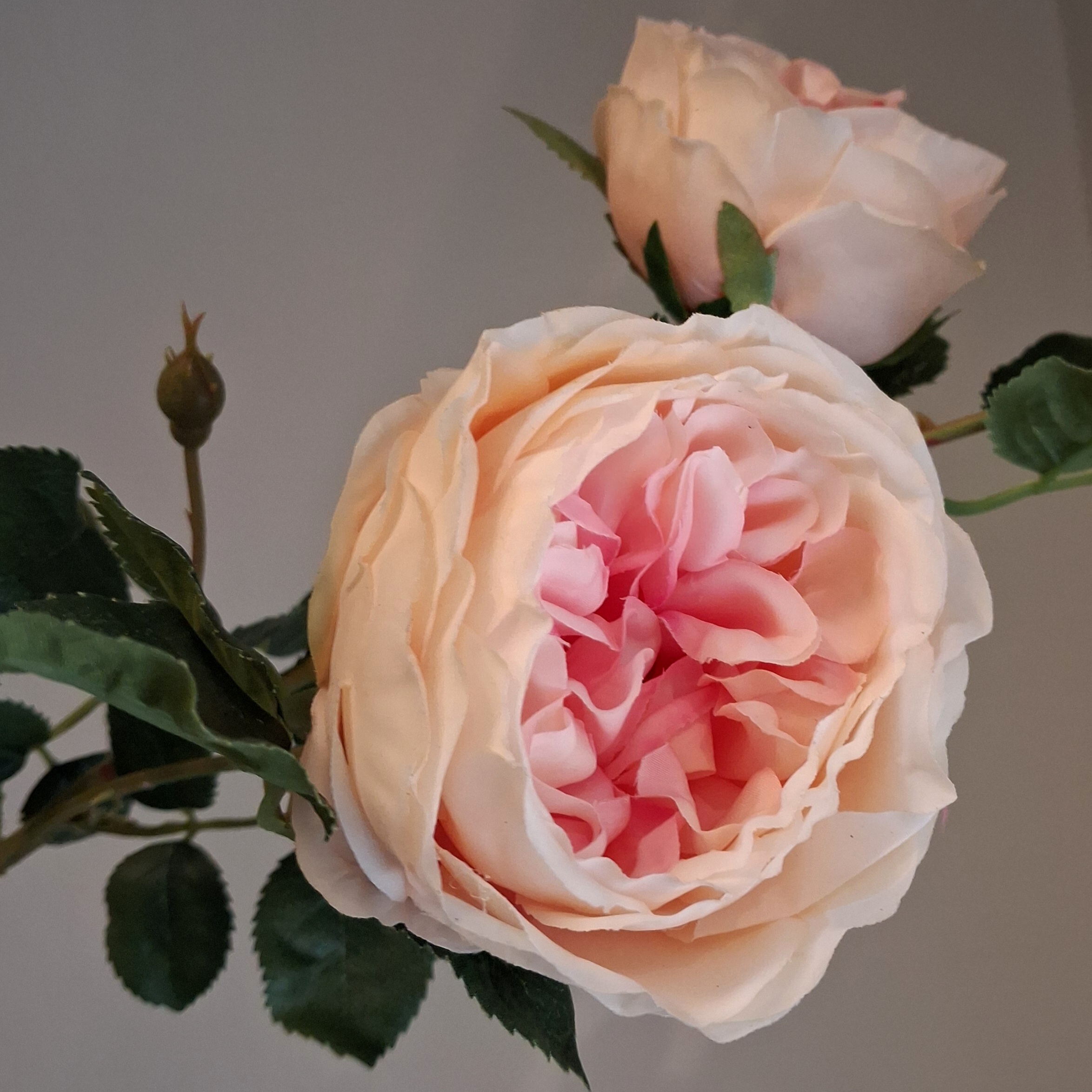 3-grenet fersken / rosa Rose - stor, flot og fyldig - Billede 3