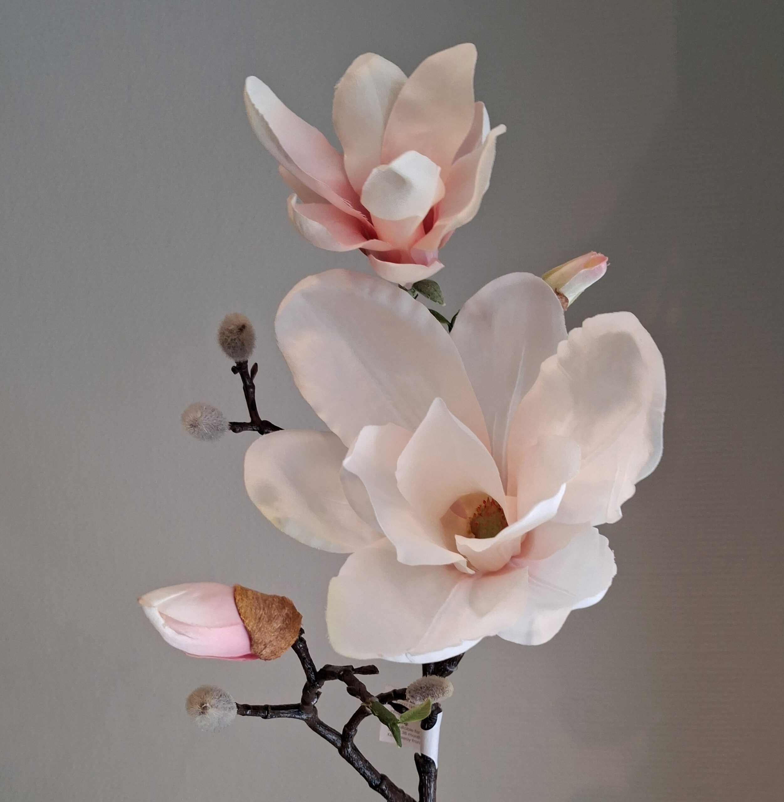 Stor rosa Magnolie - flot flergrenet og fyldig