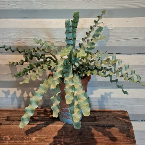 Fuglerede Bregne – flot fyldig Asplenium