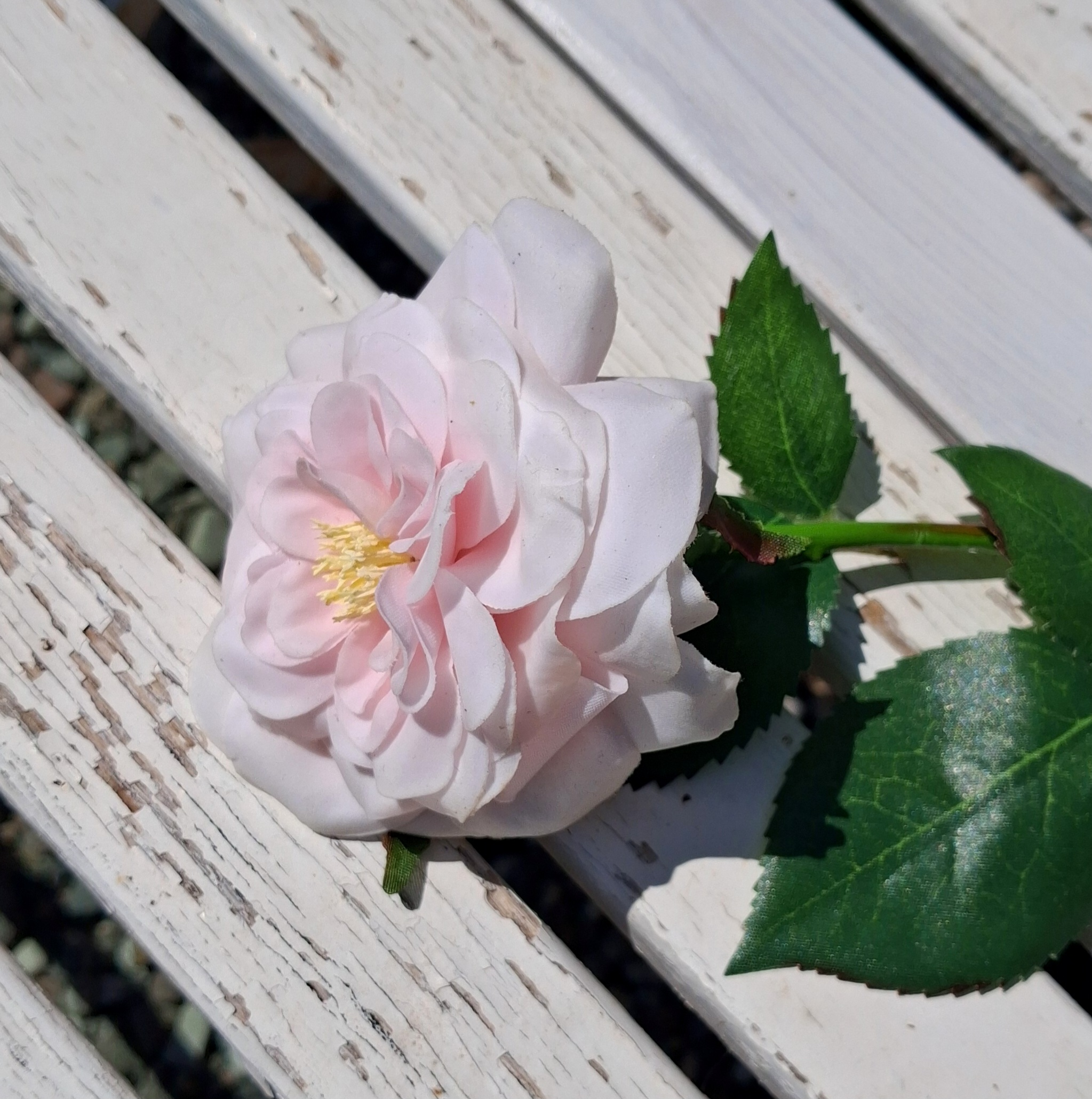 Smuk sart lyserød rose