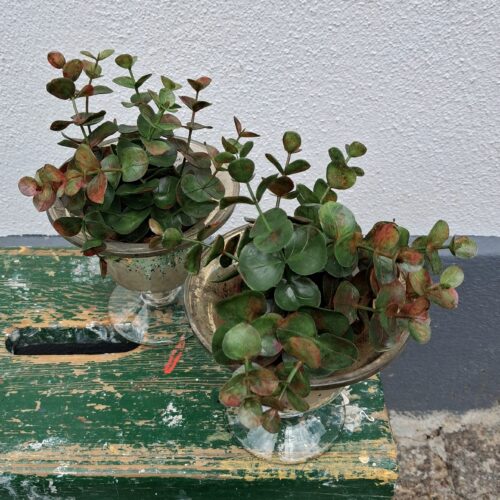 Lille Eucalyptus i potte – flot grøn/rødlig