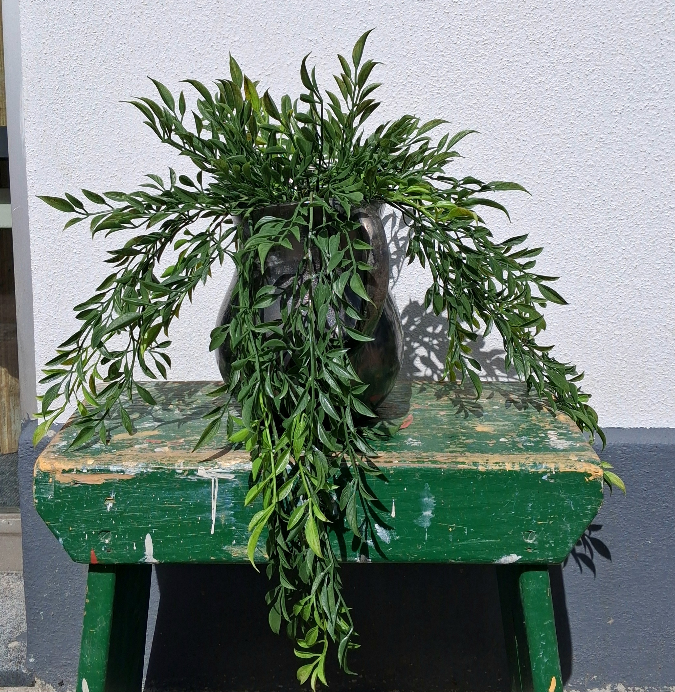 Hoya hængeplante