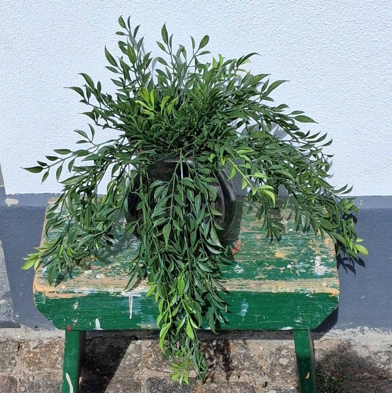 Hoya hængeplante