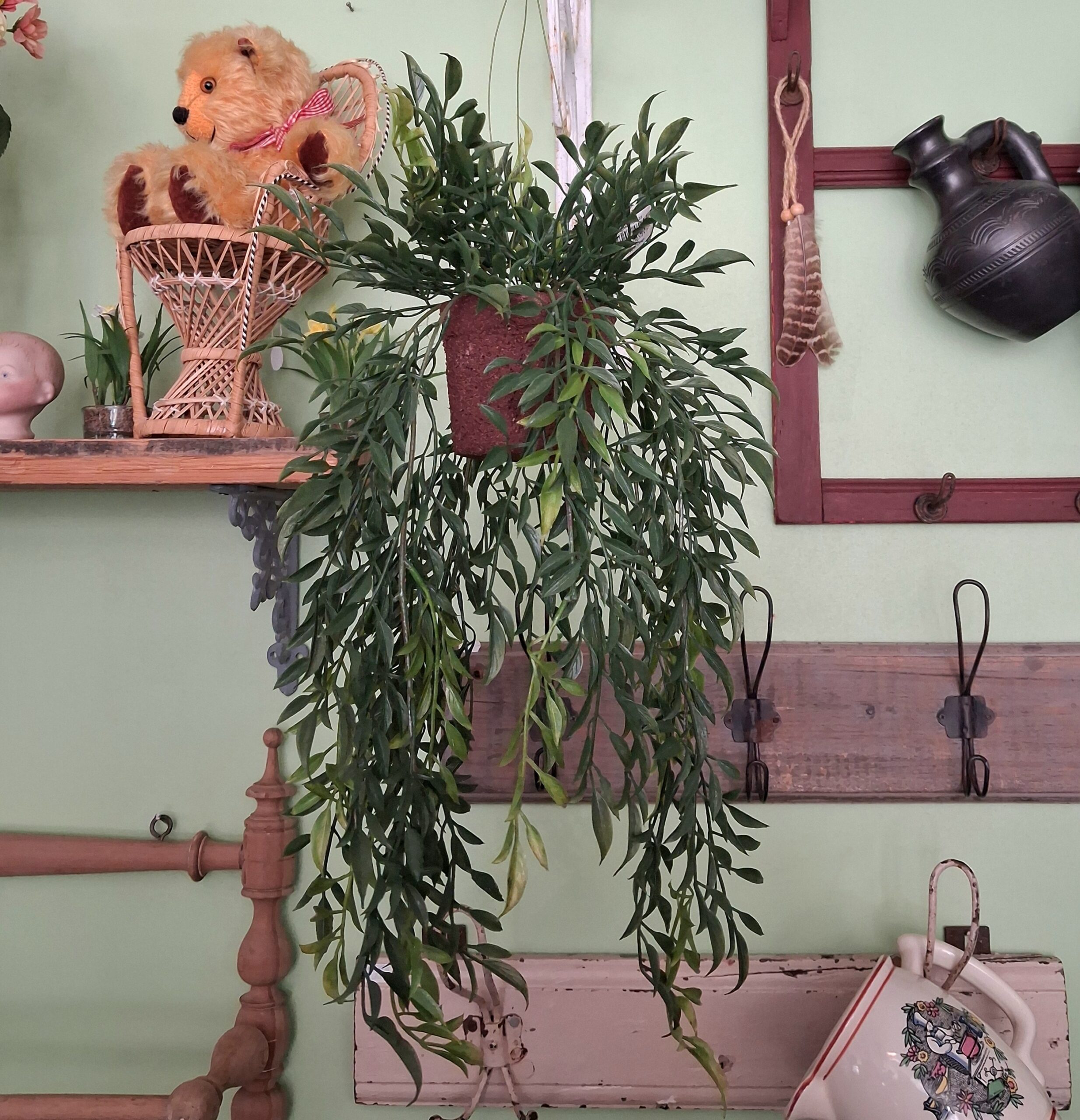 Hoya hængeplante 47 cm