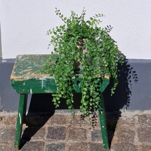 Pilea hængeplante 45 cm med flotte blade