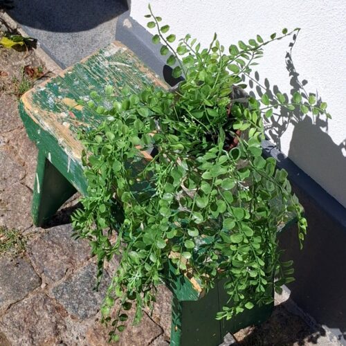 Pilea hængeplante 45 cm med flotte blade