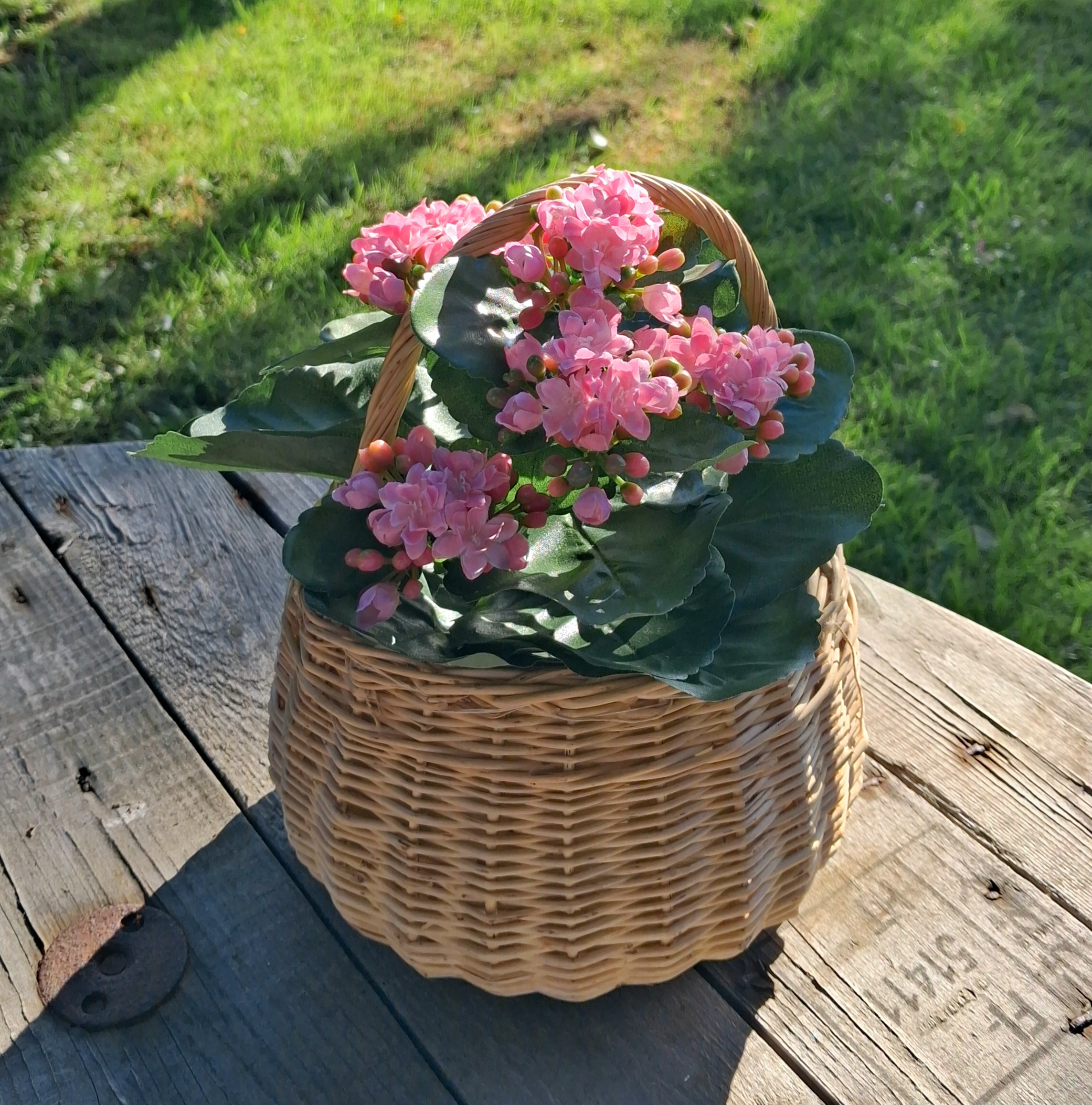 Kalanchoe rosa