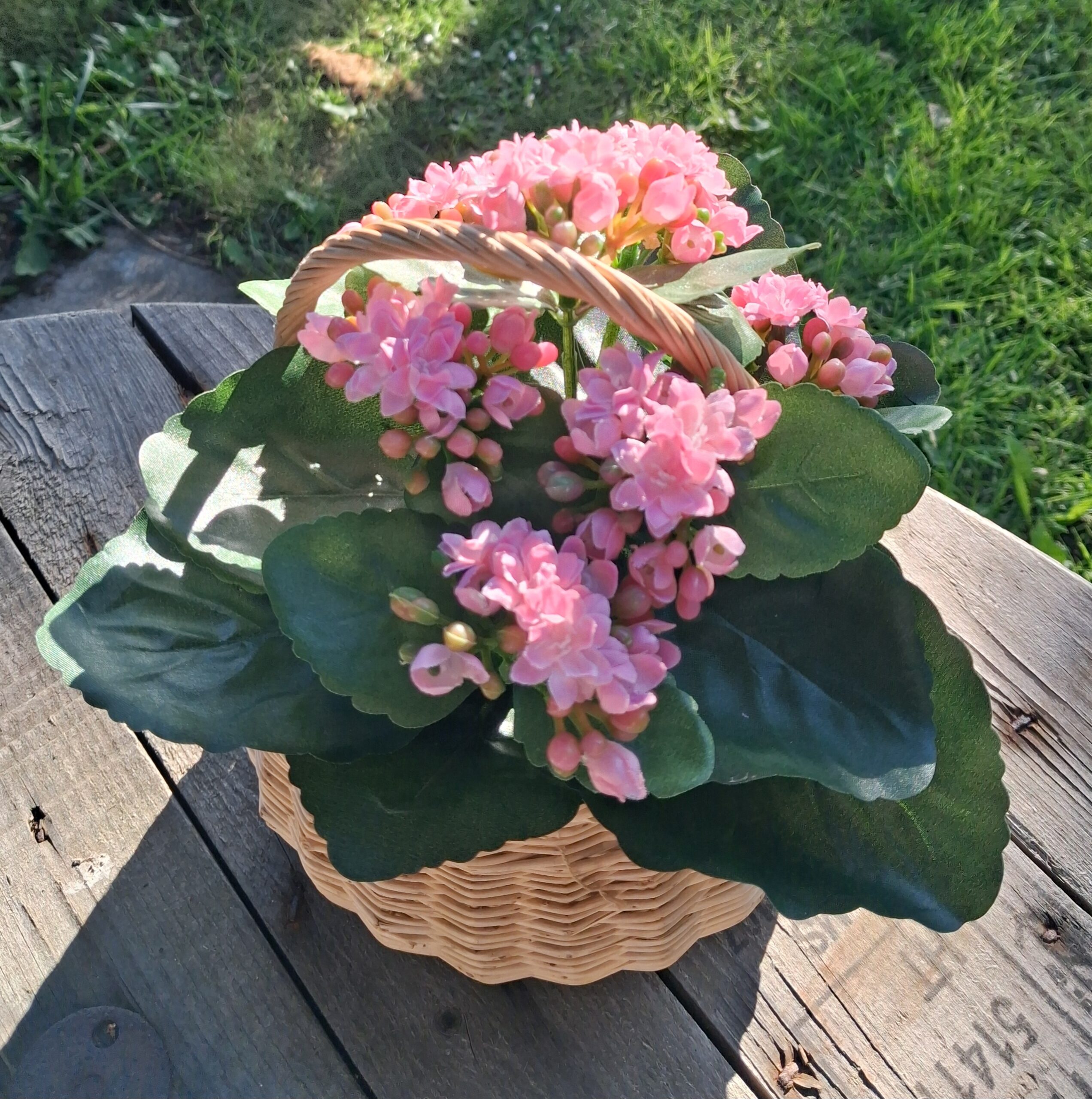 Kalanchoe rosa i potte