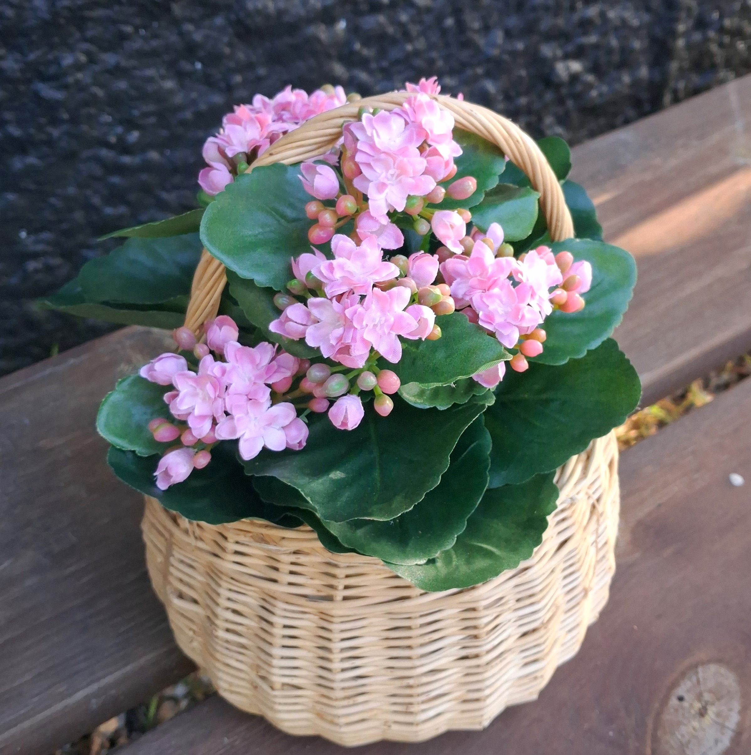 Kalanchoe rosa i potte