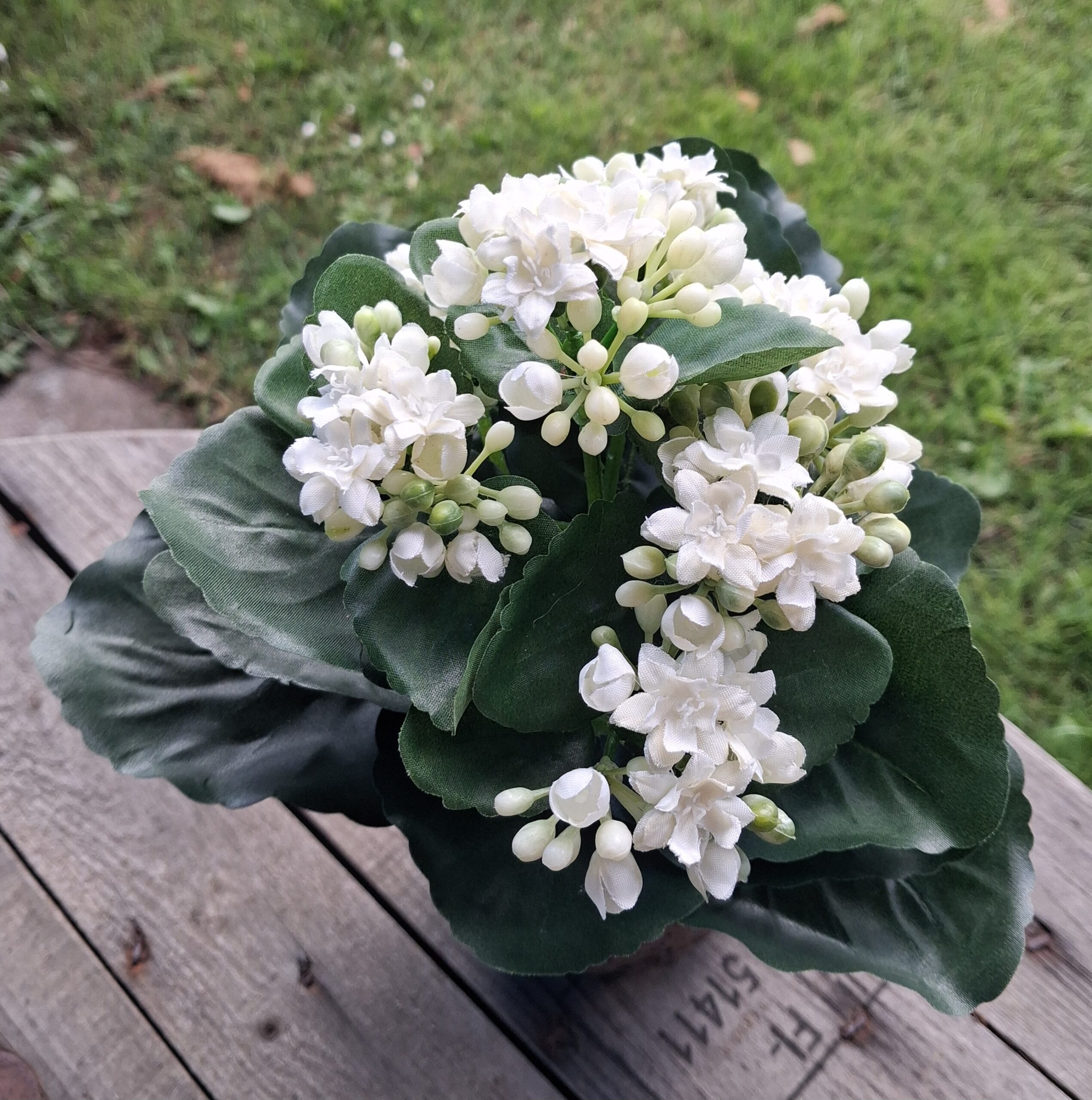 Kalanchoe hvid