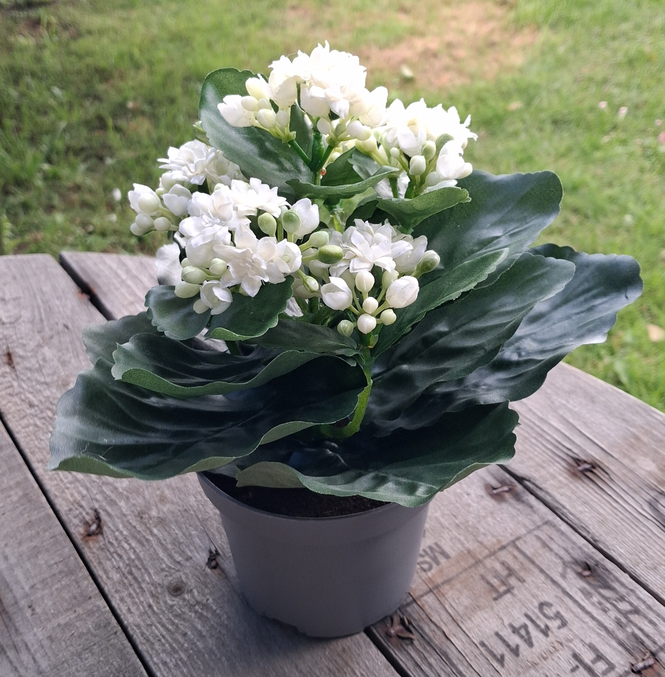 Kalanchoe hvid