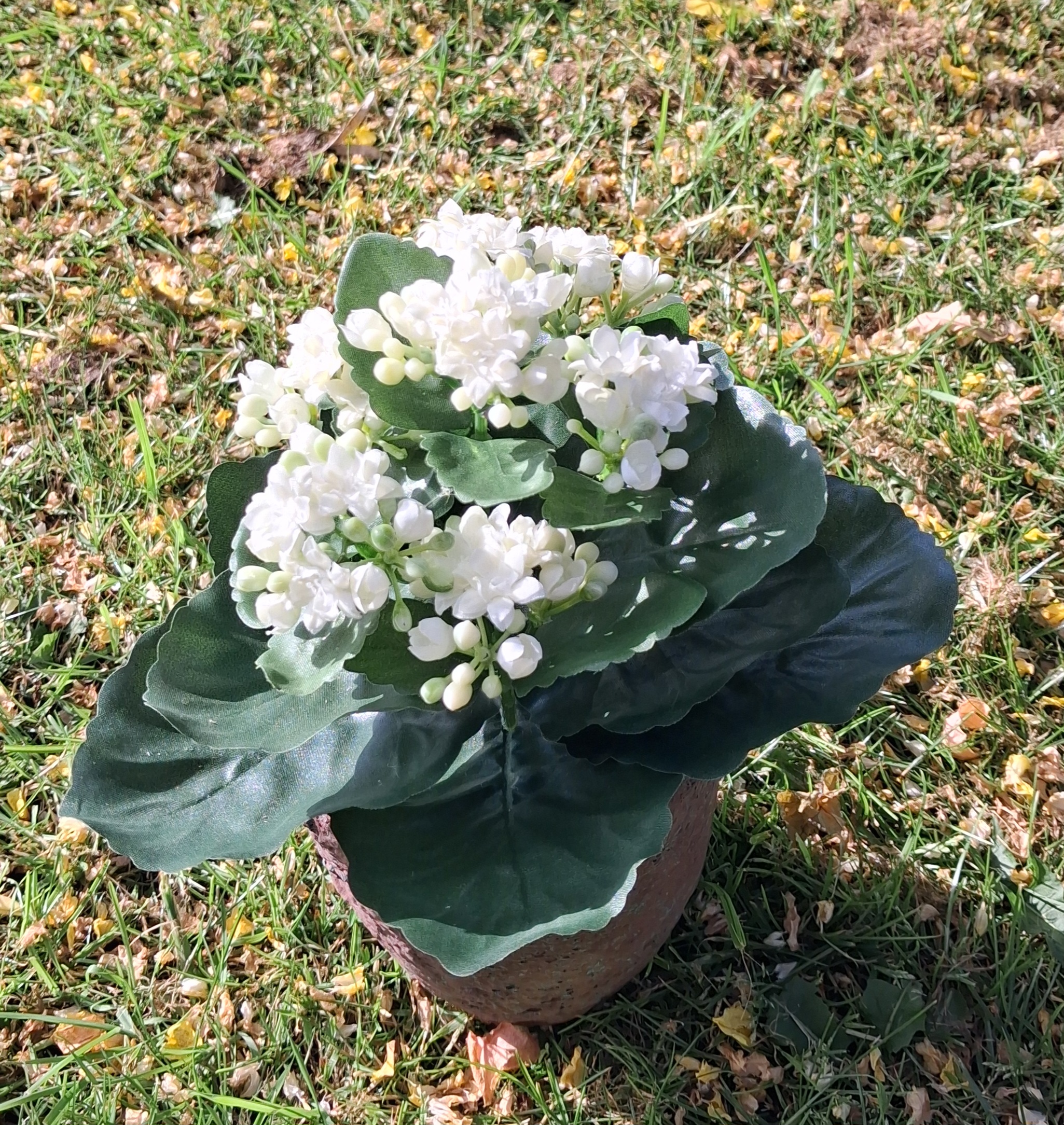 Kalanchoe hvid