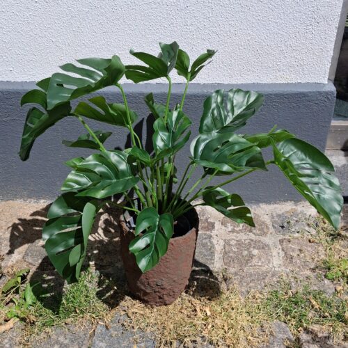 Philodendron Monstera i potte
