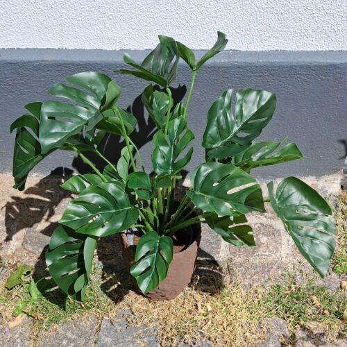 Philodendron Monstera i potte