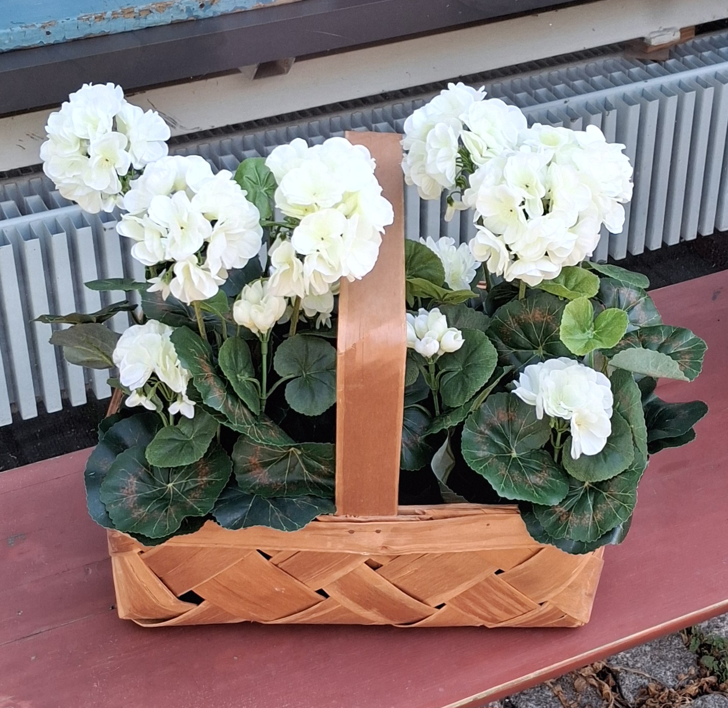 Fin hvid Pelargonie i potte