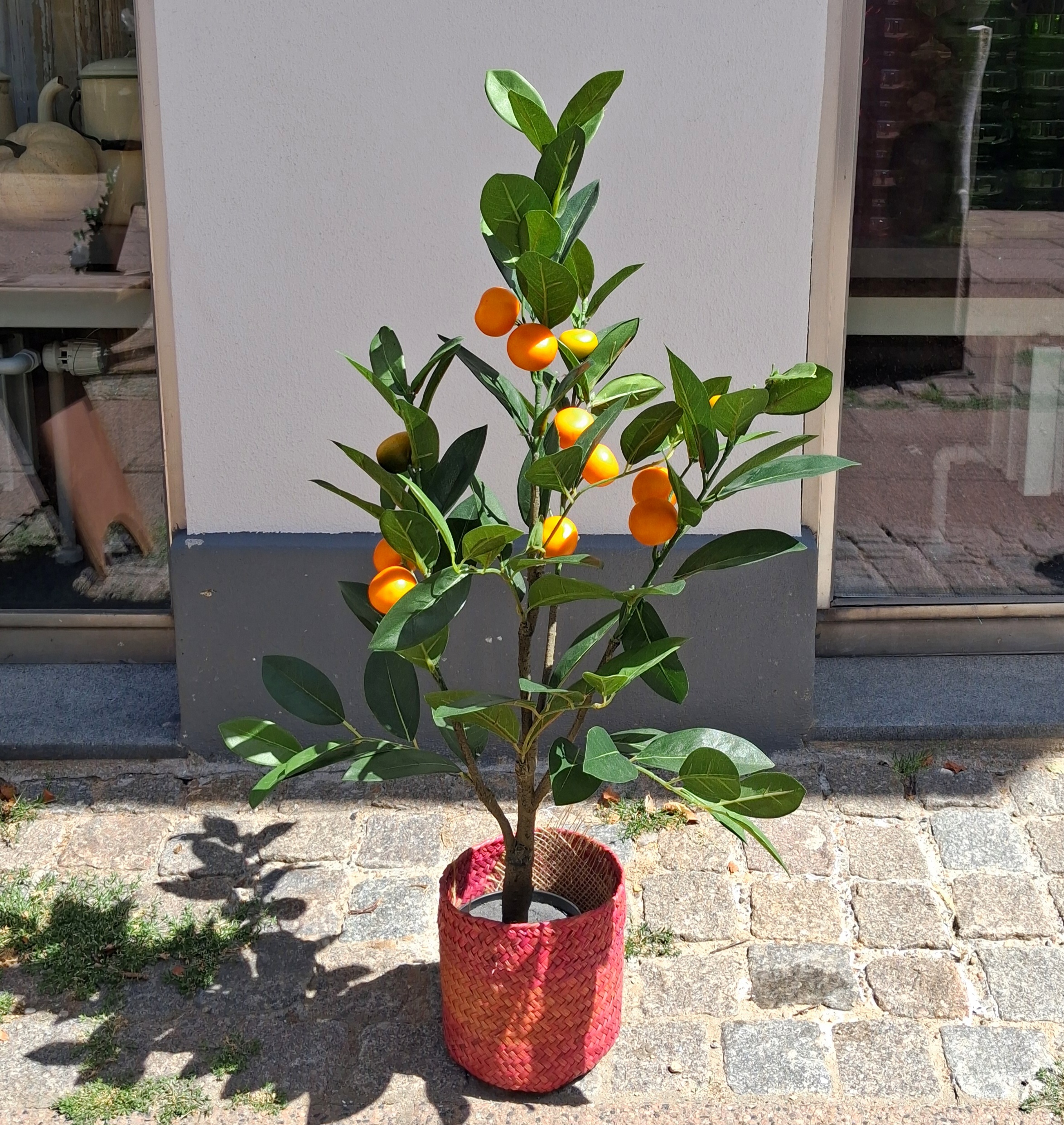 Fint lille Mandarin træ