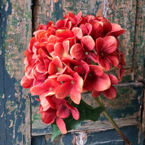 Hortensia brændt orange stilk med fint blomster hoved
