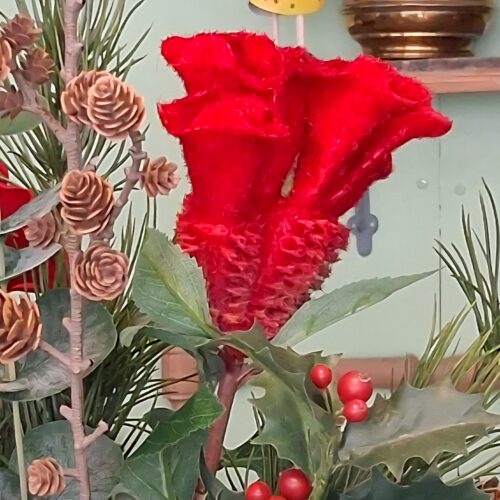 Flot rød “Hanekam” / Celosia – helt speciel