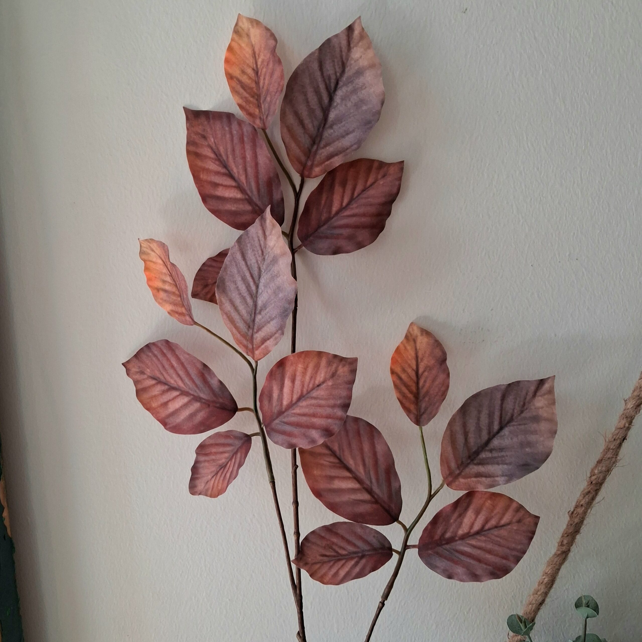 Flot Bøge gren med smukke brune/rosa blade