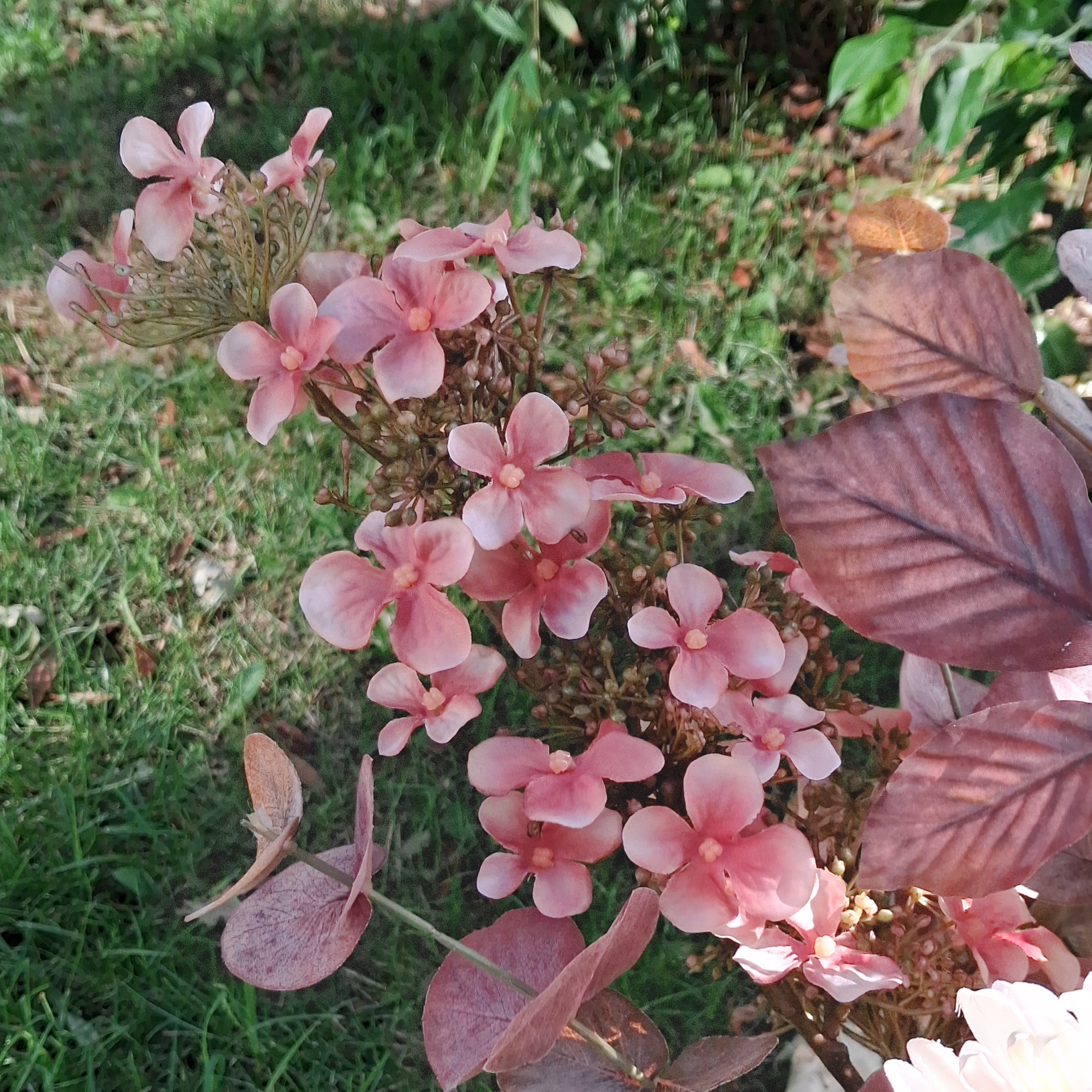 Hortensia