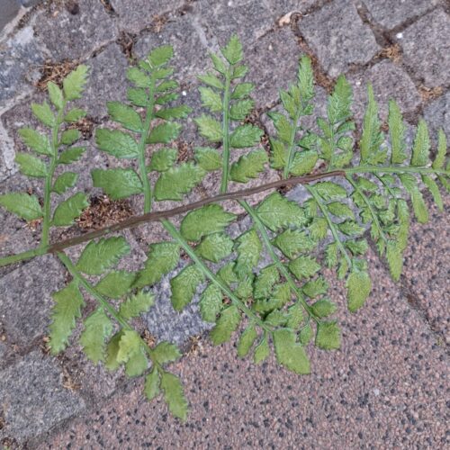 Flotte store Bregne blade til buketter