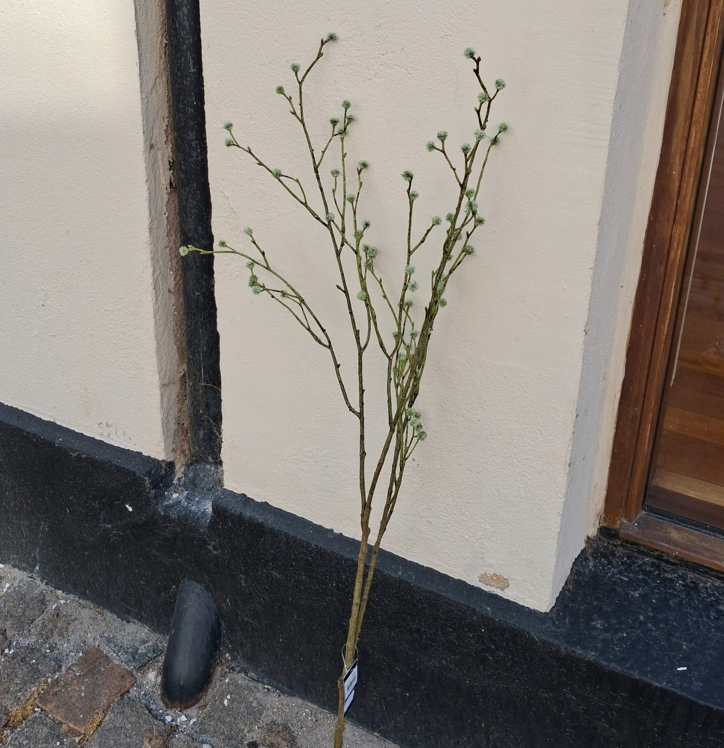 Mandstro gren 100 cm