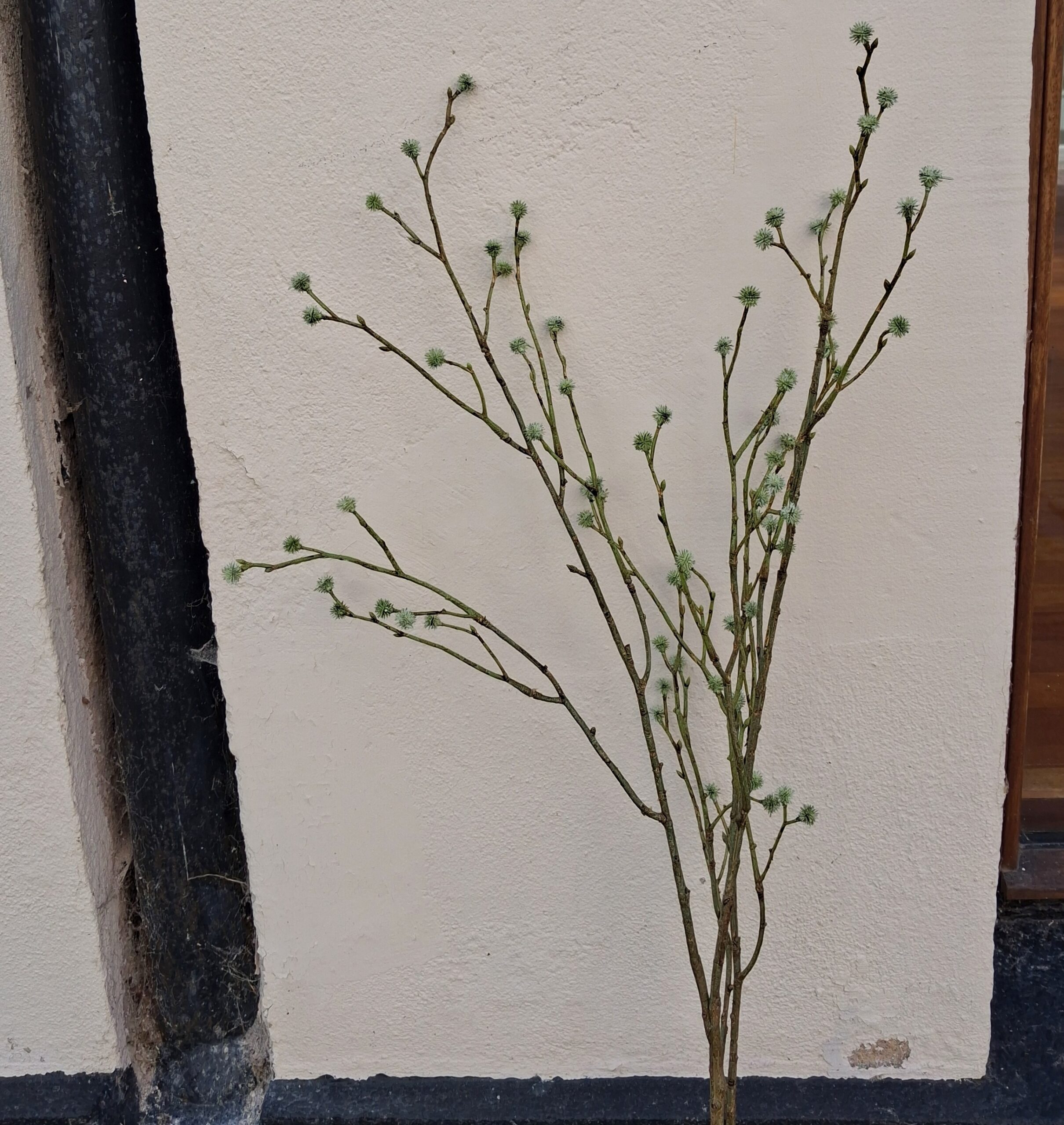 Mandstro gren 100 cm