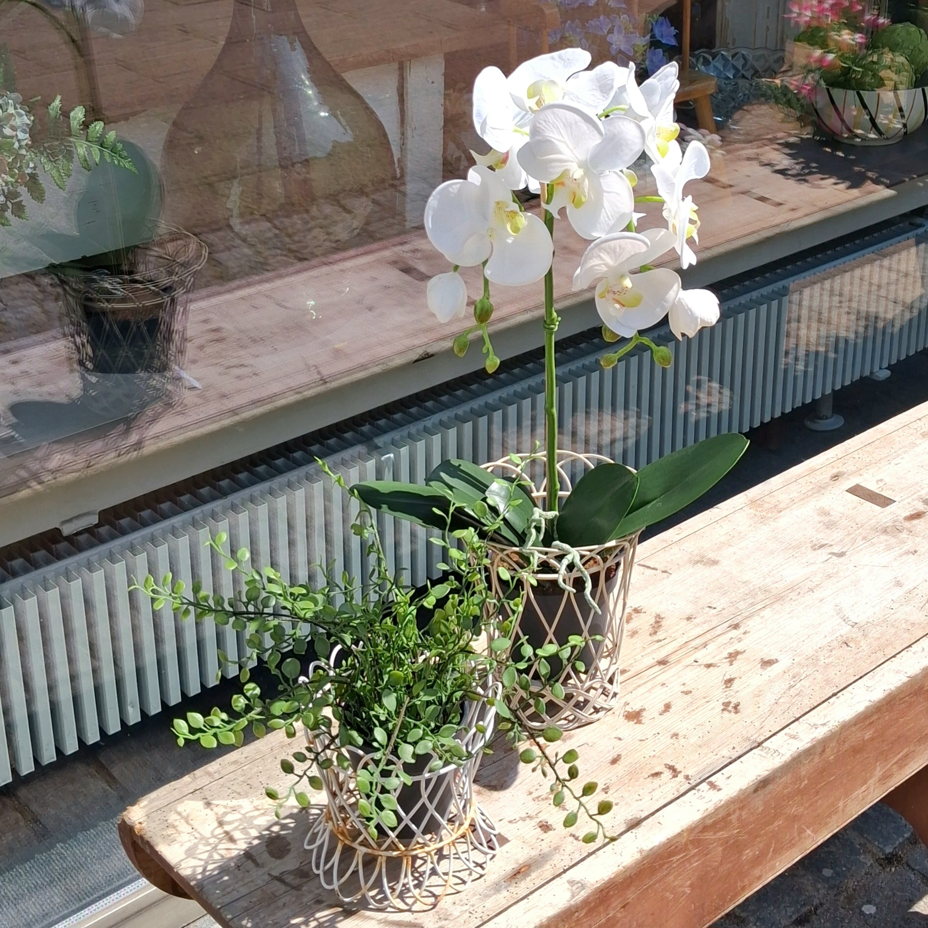 Smukke blomster og planter