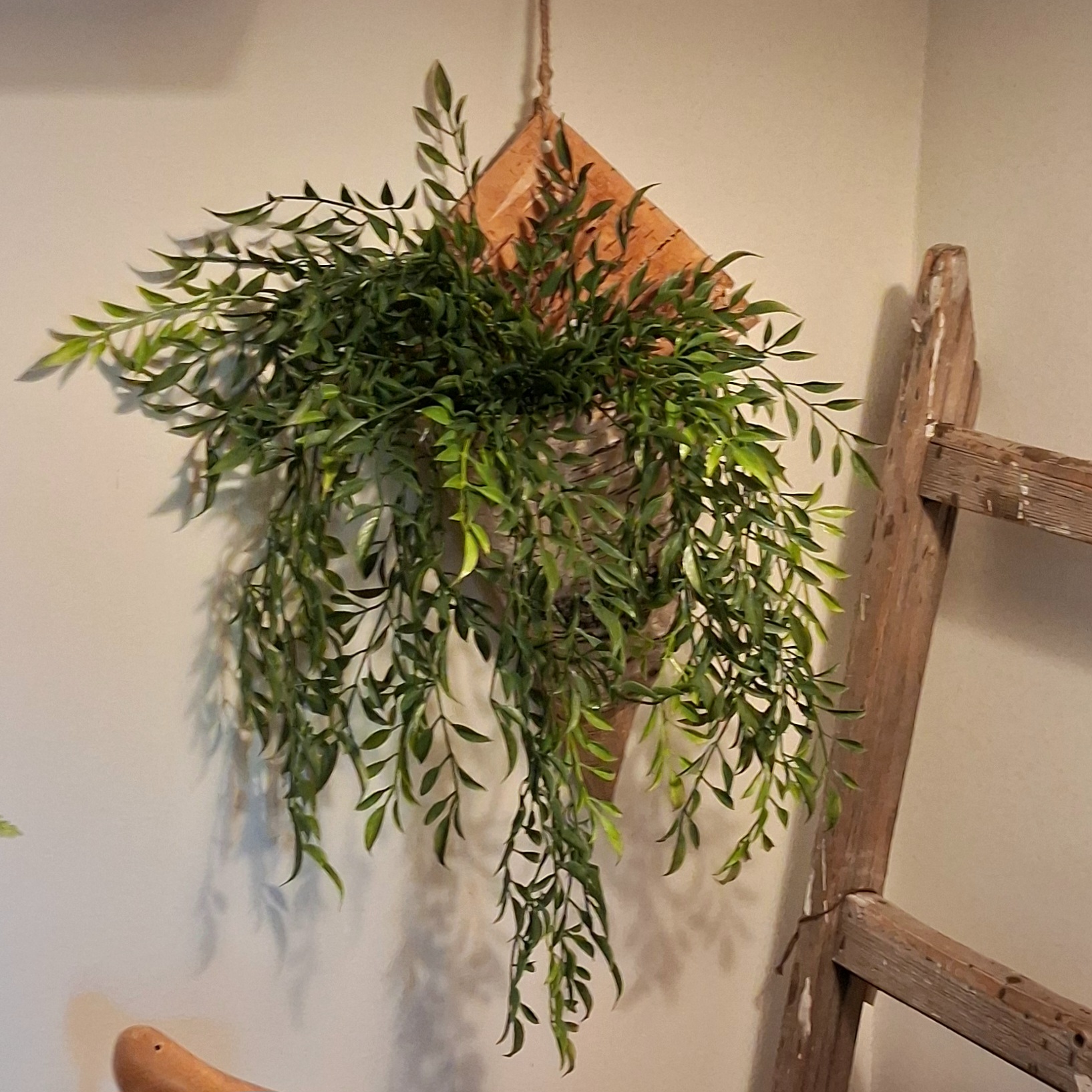 Flot Hoya hængeplante
