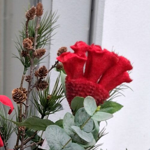 Flot rød “Hanekam” / Celosia – helt speciel