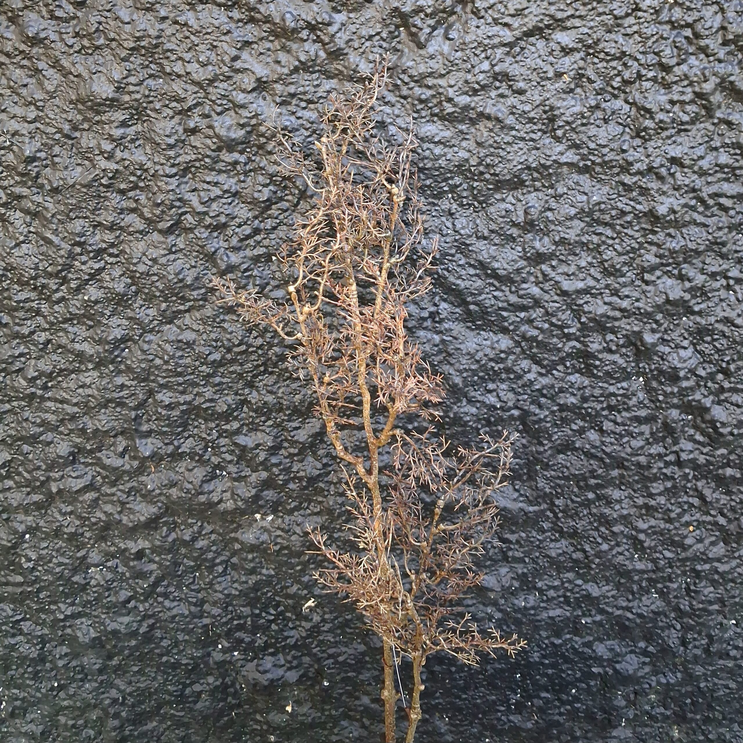 Rustik brun stilk