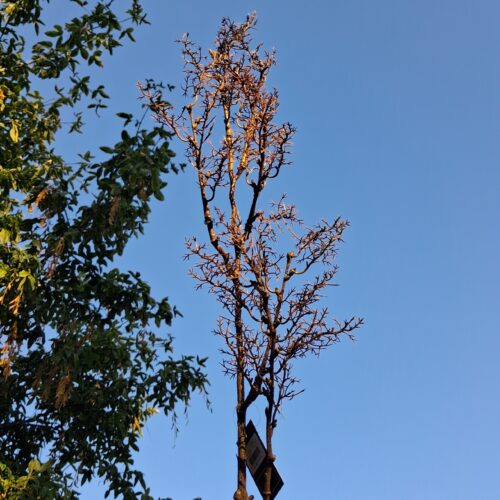 Rustik brun stilk – flot flergrenet