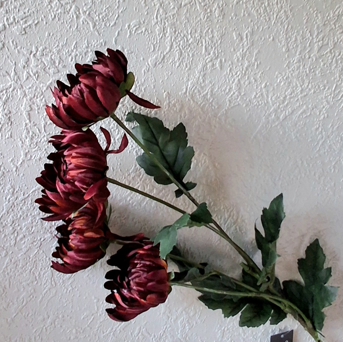 Krysantemum dyb vinrød