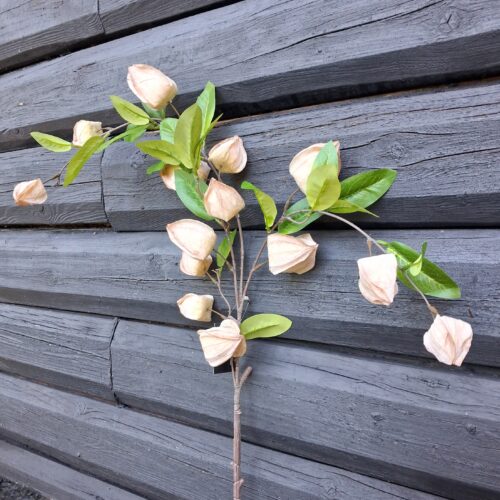 Ananas-kirsebær grene med fine lyse blomster
