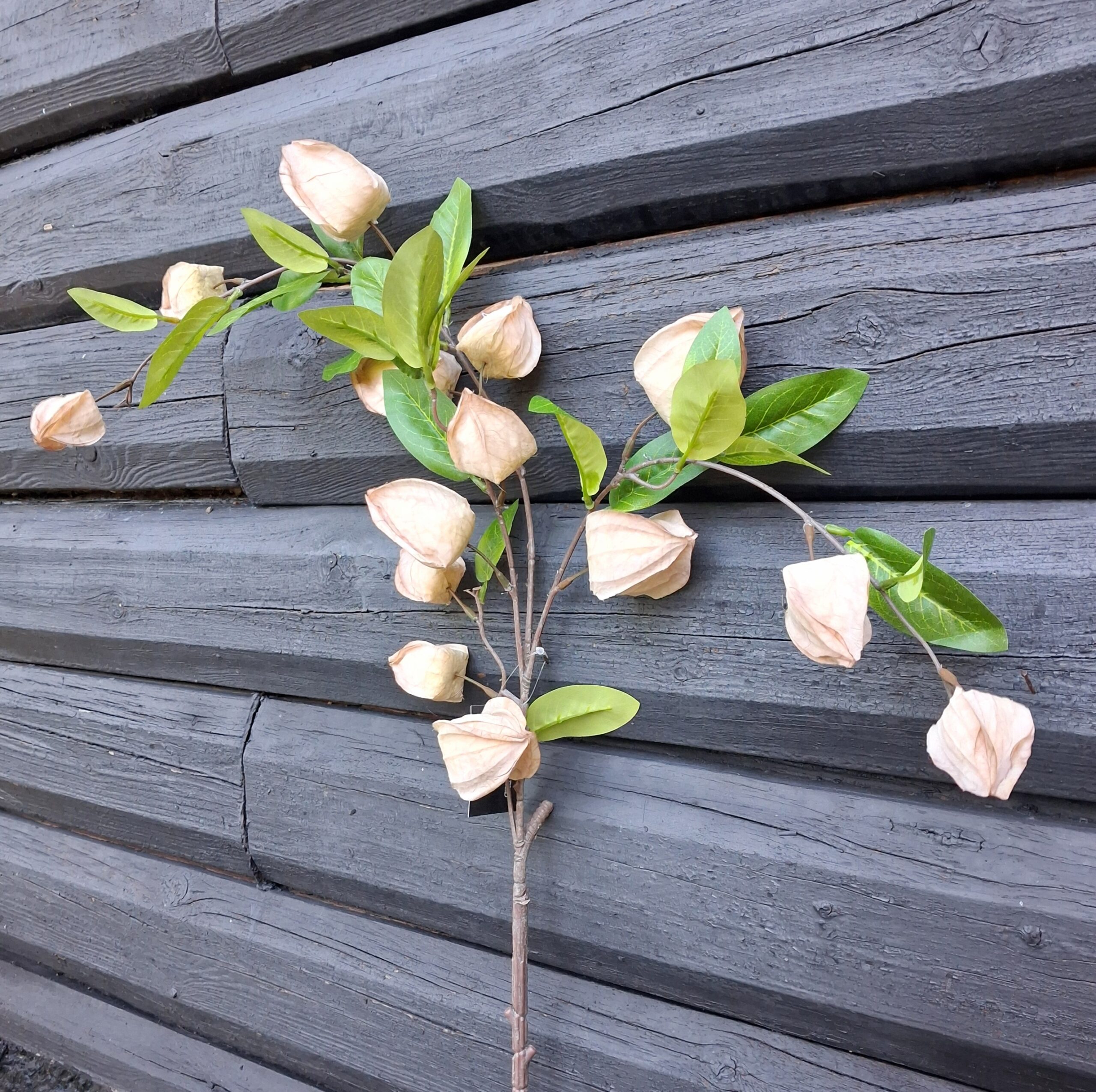 Ananas-kirsebær grene med fine lyse blomster