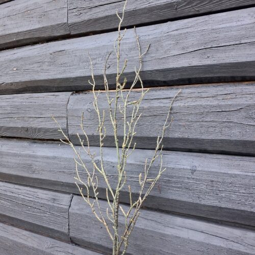 Rustik brun gren – flot flergrenet