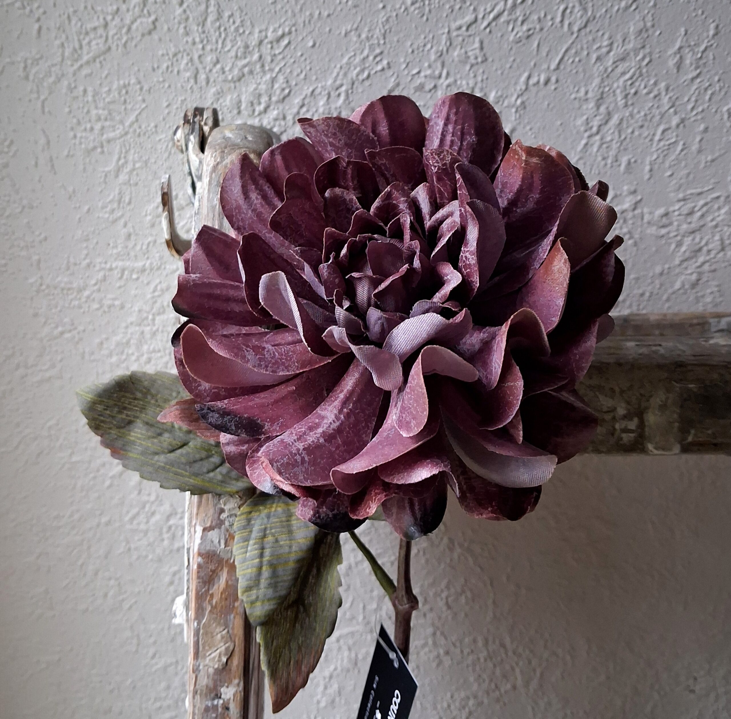 Dahlia