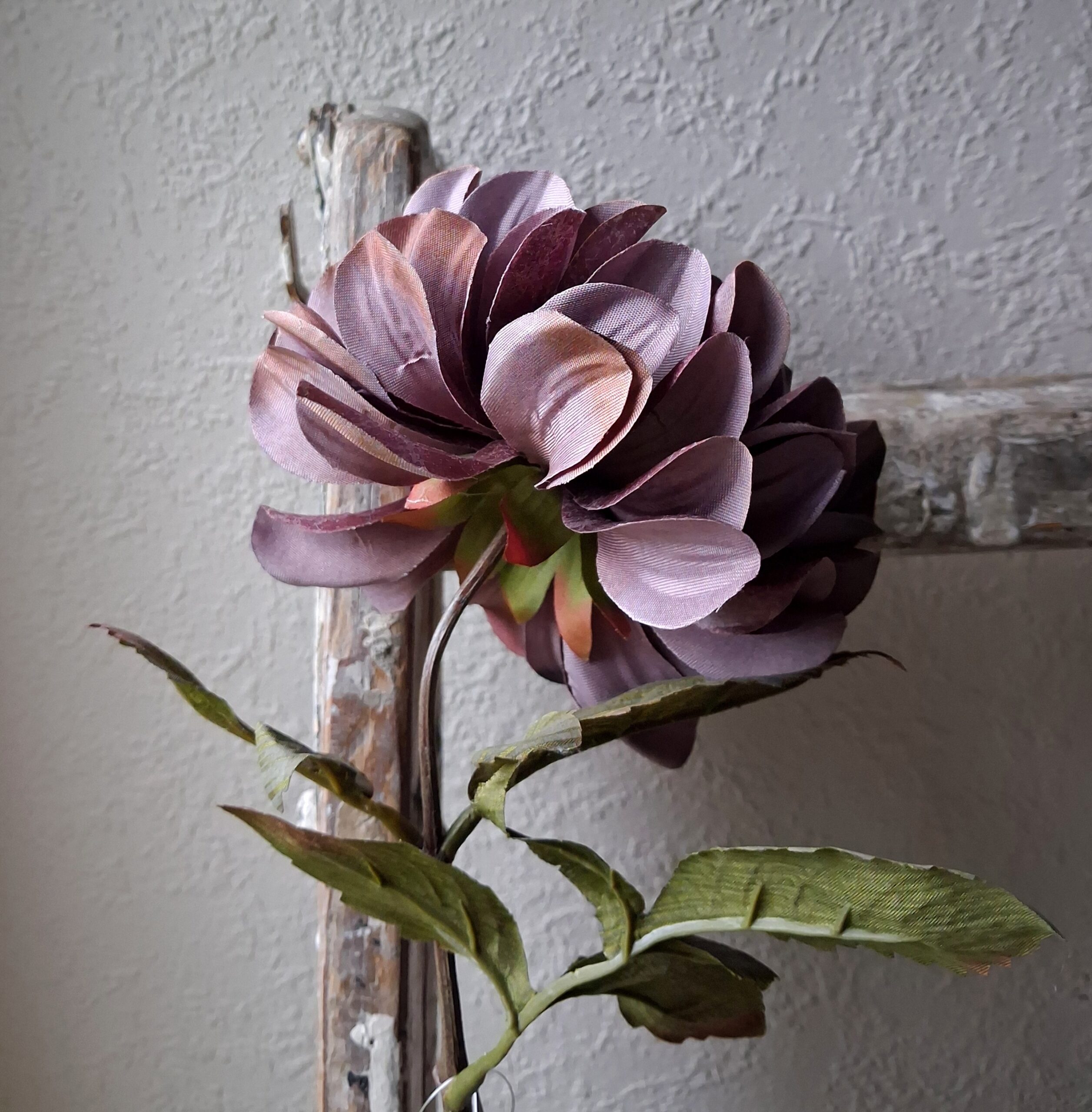 Dahlia